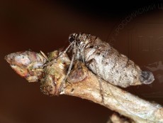 Alsophila aescularia_самка до кладки